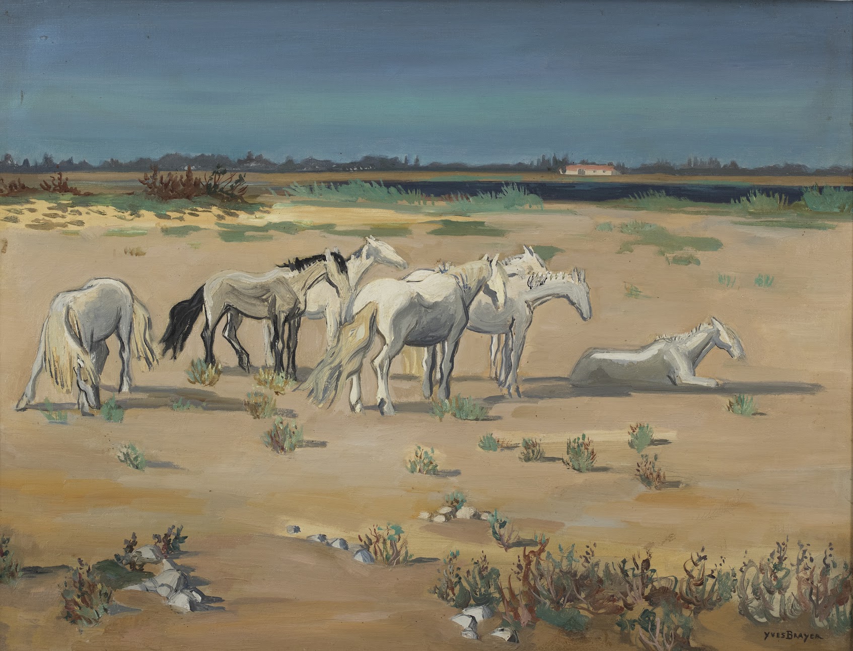 Chevaux de Camargue