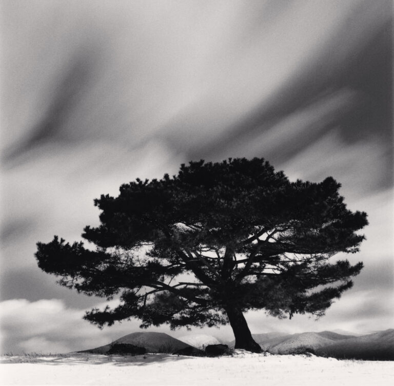 Pine Tree and Snow Clouds
