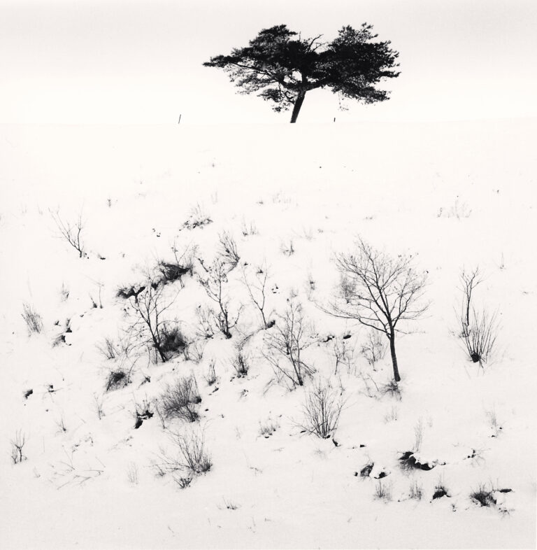 Snow Ridge Tree
