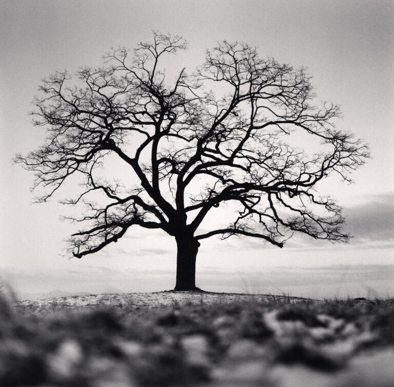 Winter Hackberry Tree