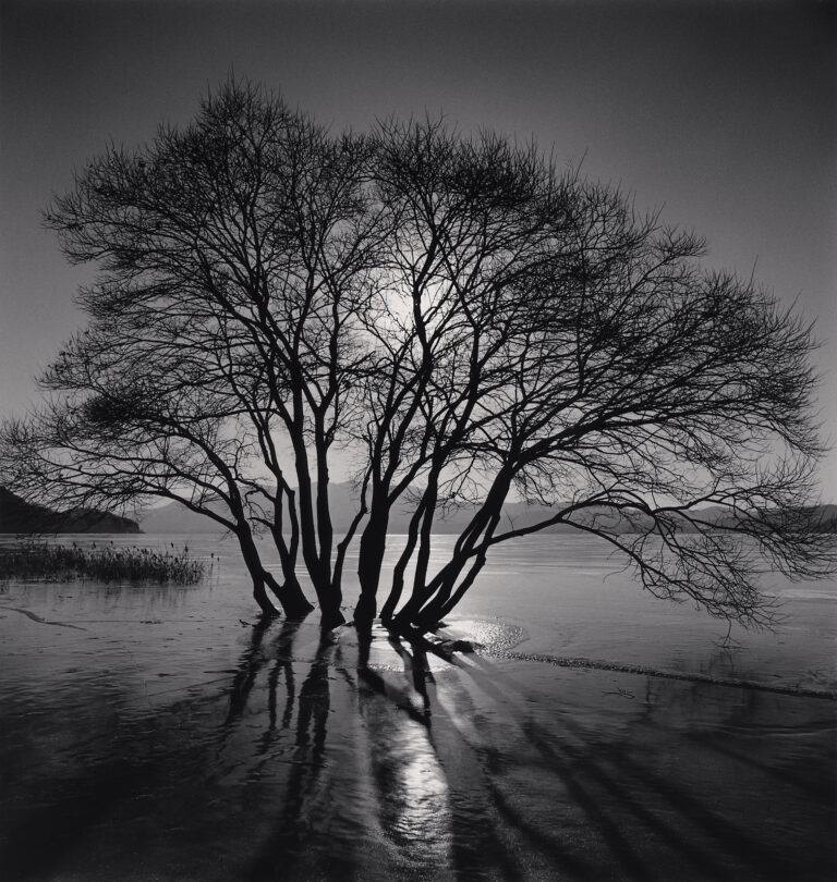 Yedang Reservoir Tree